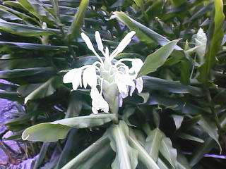 花茗荷 花みょうが